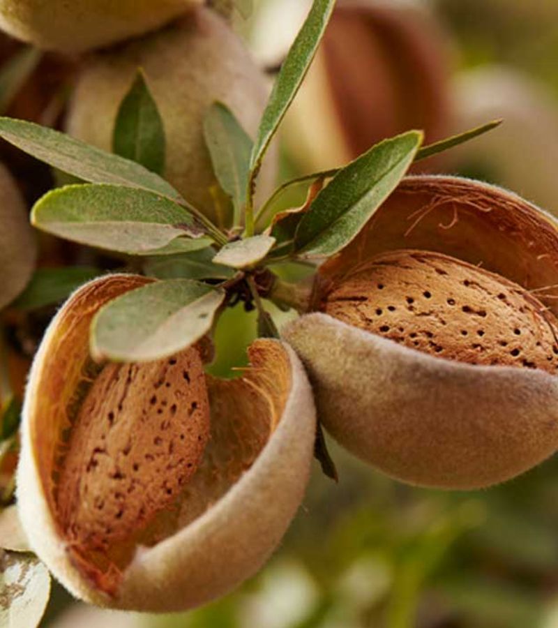 Bari Shell Almonds (Badam) 1KG - Image 2